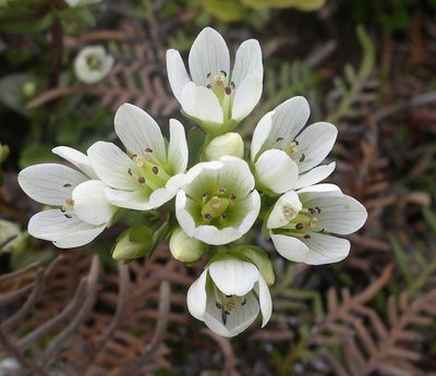 Gentianella chathamica, photographed by Peter de Lange