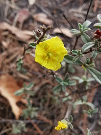 Crocanthemum glomeratum, photographed by Juan Carlos Pérez Magaña
