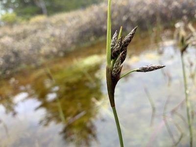 Eriophorum angustifolium, photographed by Ian Manning