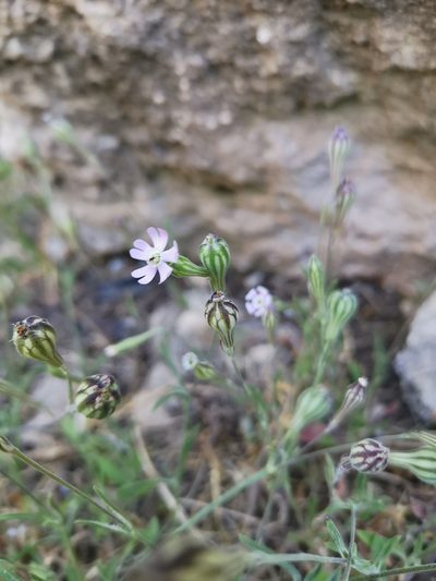 Silene secundiflora, photographed by Roland Godon