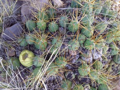 Cumulopuntia boliviana, photographed by Humber Alberto