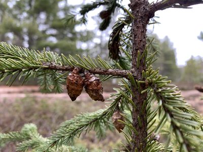 Picea mariana, photographed by Ian Manning