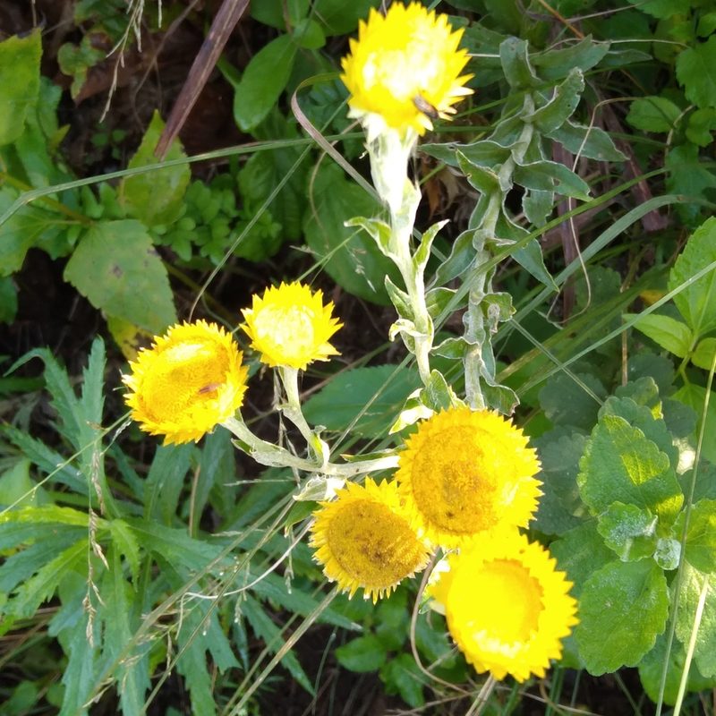 Helichrysum decorum, photographed by Rosemary Harrison
