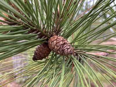 Pinus resinosa, photographed by Ian Manning