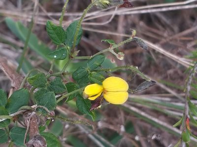 Rhynchosia caribaea, photographed by kevin koen