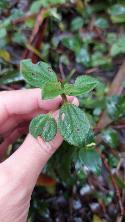 Peperomia tequendamana, photographed by Juan Carlos Caicedo Hernández