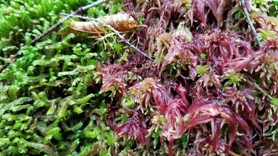 Sphagnum russowii, photographed by Alina Martin