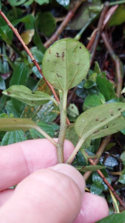 Peperomia tequendamana, photographed by Juan Carlos Caicedo Hernández