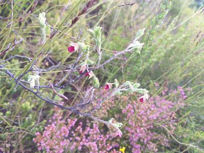 Hermannia flammula, photographed by kevin koen