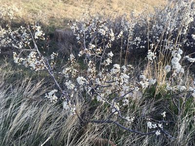 Prunus americana, photographed by Shalana Gray