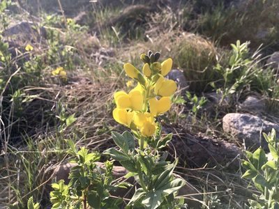 Thermopsis divaricarpa, photographed by Shalana Gray