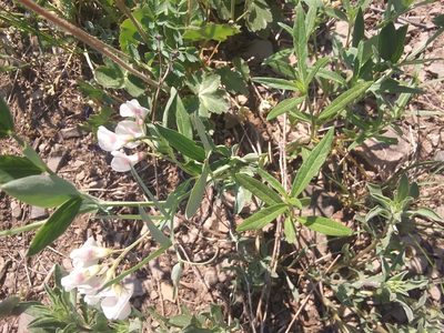 Lathyrus lanszwertii, photographed by John Powers