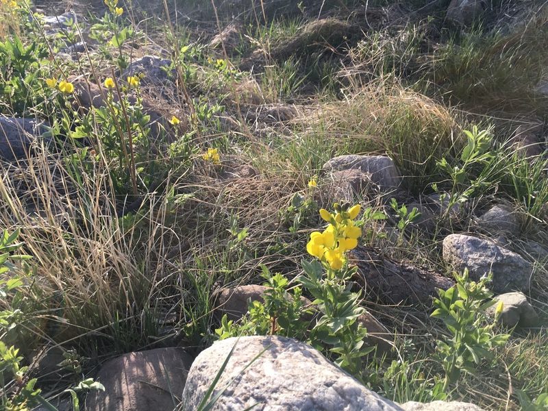 Thermopsis divaricarpa, photographed by Shalana Gray