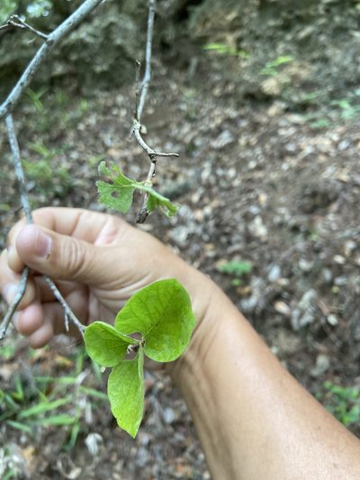 Styrax platanifolius, photographed by Craig Hensley