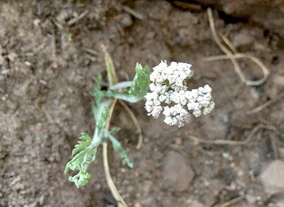 Lomatium orientale, photographed by Shalana Gray