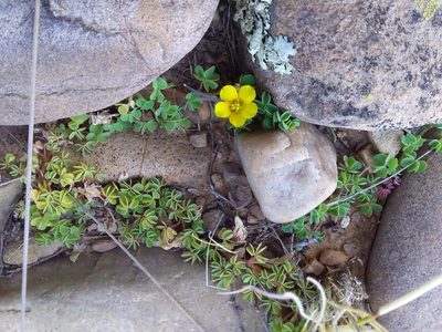 Oxalis bisfracta, photographed by Humber Alberto