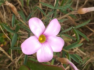 Oxalis ciliaris, photographed by kevin koen