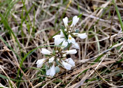 Noccaea fendleri, photographed by Shalana Gray