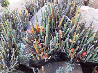 Ephedra rupestris, photographed by Humber Alberto