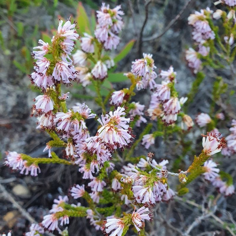Erica labialis, photographed by Corli du Toit Smith