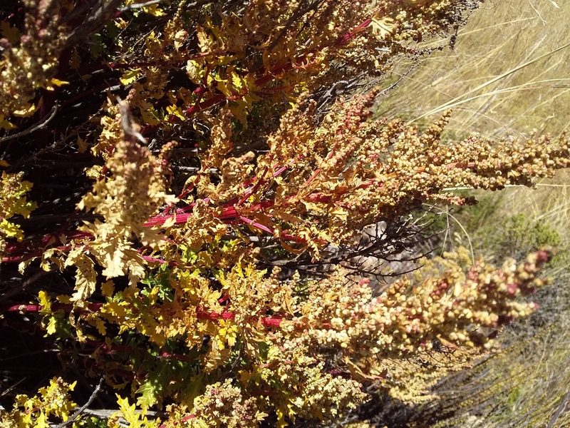 Chenopodium berlandieri, photographed by Humber Alberto