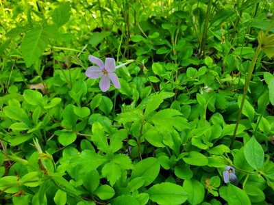 Phlox stolonifera, photographed by Will Kuhn