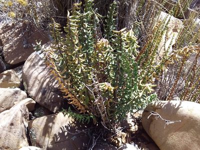 Pellaea ternifolia, photographed by Humber Alberto