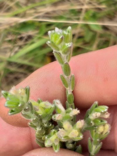 Gnidia nodiflora, photographed by kevin koen
