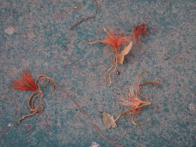 Pochota fendleri, photographed by Lena Struwe
