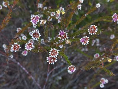 Staavia radiata, photographed by flamelily
