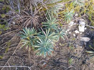 Ficinia truncata, photographed by kevin koen