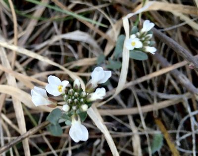 Noccaea fendleri, photographed by Shalana Gray
