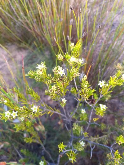 Diosma aristata, photographed by kevin koen