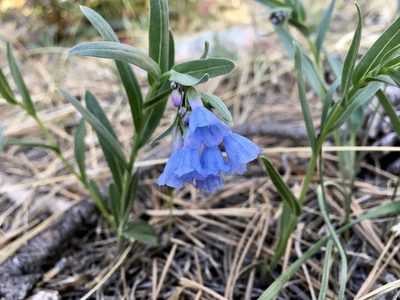 Mertensia lanceolata, photographed by Shalana Gray