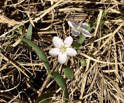 Claytonia rosea, photographed by Shalana Gray