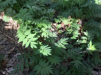 Hydrophyllum fendleri, photographed by Shalana Gray