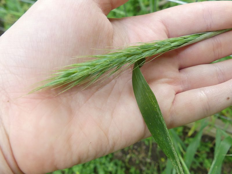Elymus virginicus, photographed by Morgan Hay