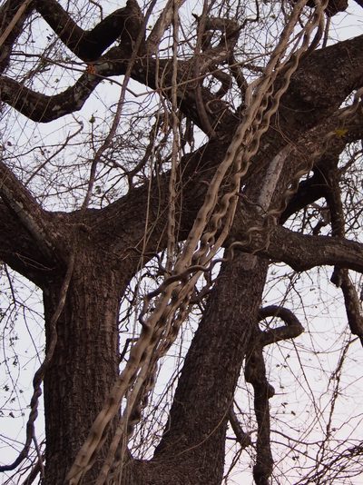 Schnella glabra, photographed by Lena Struwe