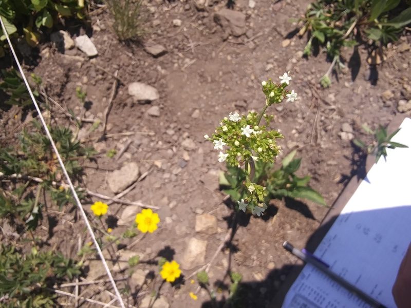Valeriana occidentalis, photographed by John Powers