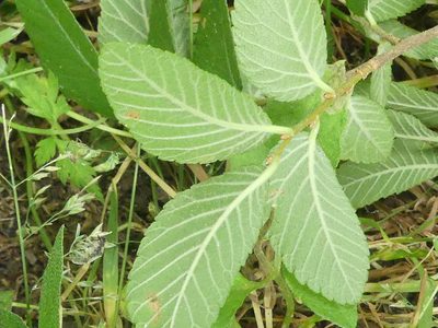Ulmus crassifolia, photographed by Morgan Hay