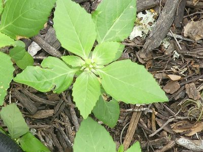 Euphorbia dentata, photographed by Morgan Hay