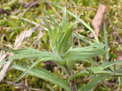 Castilleja hispida, photographed by Julia Carr