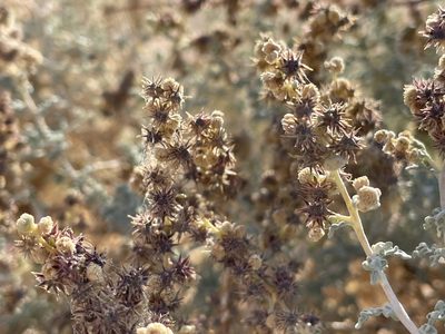 Ambrosia dumosa, photographed by Bobby McCabe