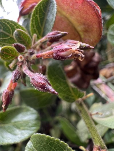 Anchietea frangulifolia, photographed by Nicolás Baresch Uribe