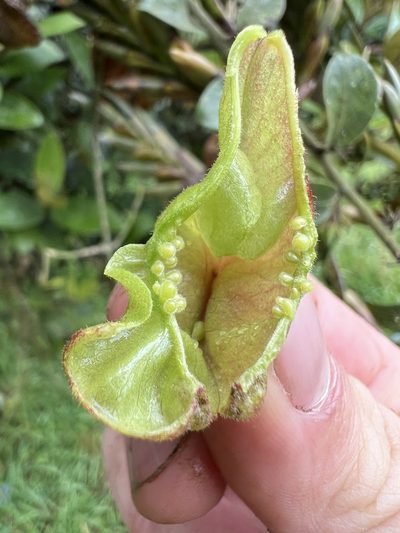 Anchietea frangulifolia, photographed by Nicolás Baresch Uribe