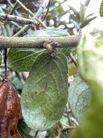 Anchietea frangulifolia, photographed by Nicolás Baresch Uribe