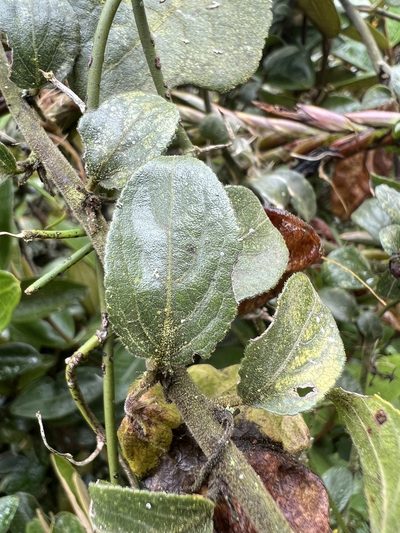 Anchietea frangulifolia, photographed by Nicolás Baresch Uribe