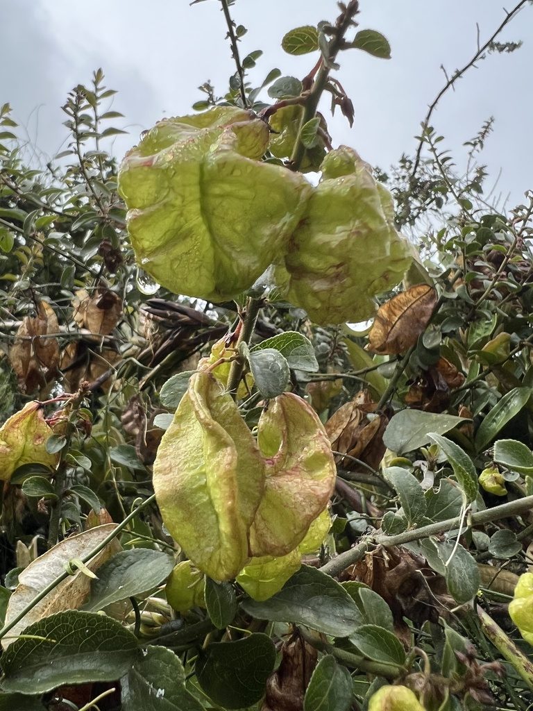 Anchietea frangulifolia, photographed by Nicolás Baresch Uribe
