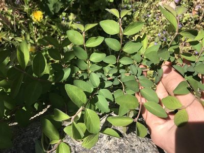 Symphoricarpos orbiculatus, photographed by Andrew Conboy