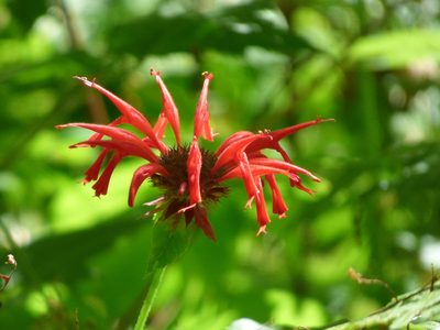 Monarda didyma, photographed by Luke